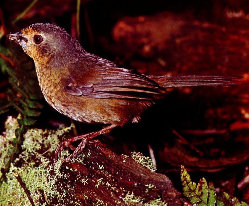Pilotbird (Pycnoptilus floccosus) {!--금조길잡이새(琴鳥----)-->; DISPLAY FULL IMAGE.