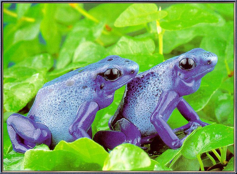 Blue Poison Dart Frog (Dendrobates azureus) {!--푸른독개구리-->; DISPLAY FULL IMAGE.