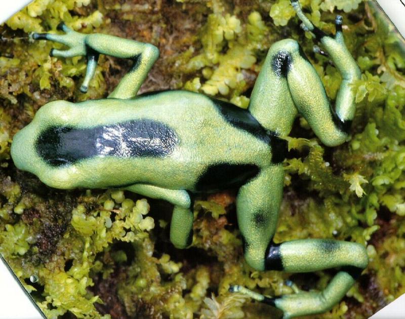 Green-and-black Poison Dart Frog (Dendrobates auratus) {!--흑록독개구리-->; DISPLAY FULL IMAGE.