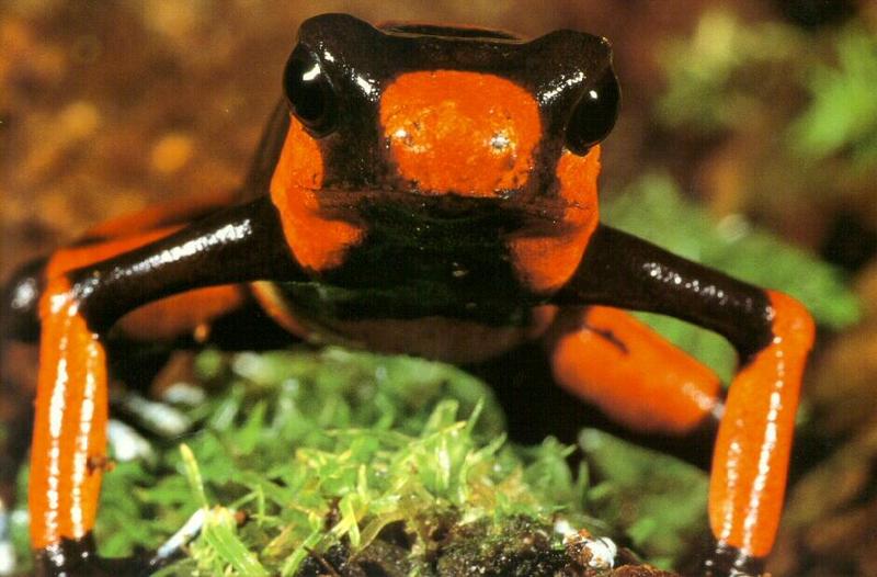 Lehmann's Poison Dart Frog (Dendrobates lehmanni) {!--레만독개구리-->; DISPLAY FULL IMAGE.