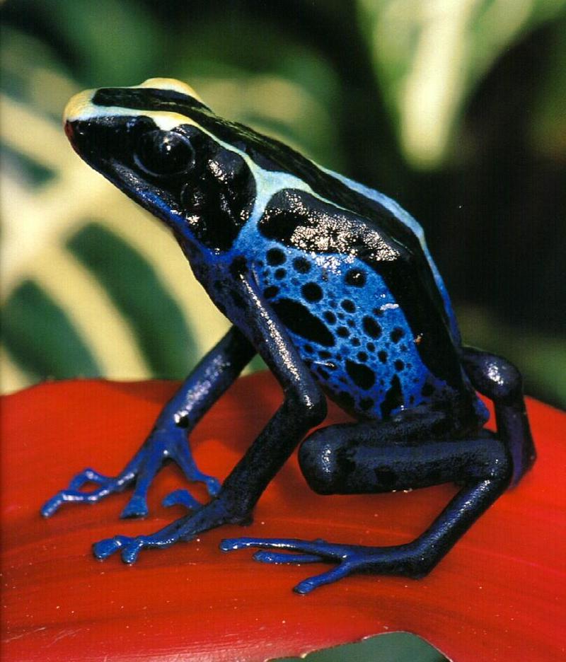 (Powder-blue) Dyeing Poison Dart Frog (Dendrobates tinctorius) {!--염색독개구리-->; DISPLAY FULL IMAGE.