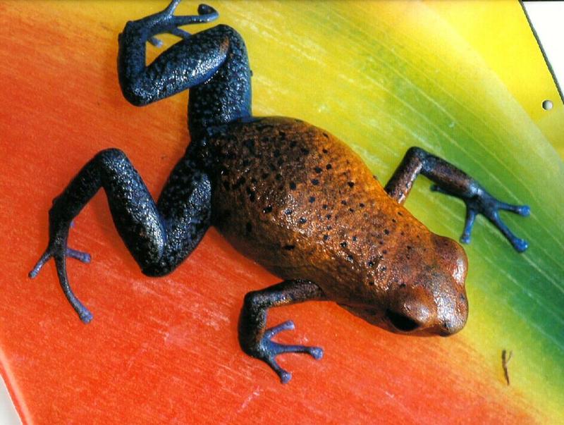 Strawberry Poison Dart Frog (Dendrobates pumilio) {!--딸기독개구리-->; DISPLAY FULL IMAGE.