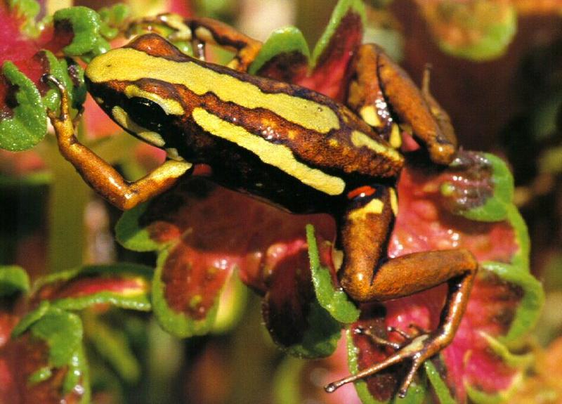 Tricolor Poison Dart Frog (Epipedobates tricolor) {!--삼색독개구리-->; DISPLAY FULL IMAGE.