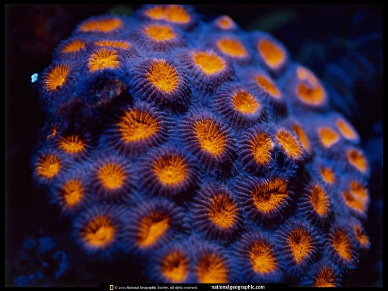 [National Geographic] Knob Coral (혹산호); DISPLAY FULL IMAGE.