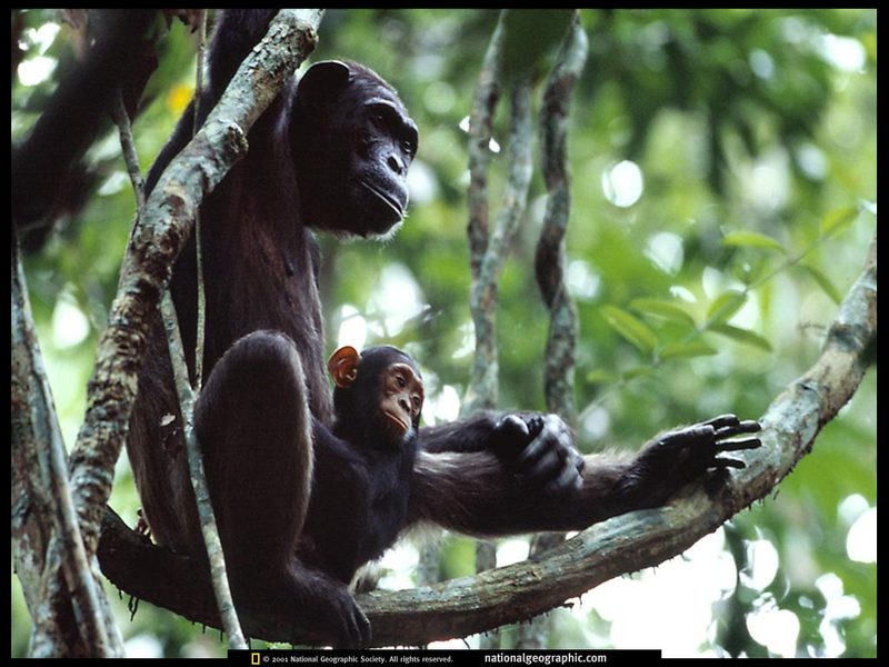 [National Geographic] Chimpanzee (침팬지); DISPLAY FULL IMAGE.