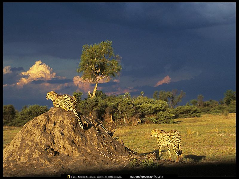 [National Geographic] Cheetah (치타); DISPLAY FULL IMAGE.
