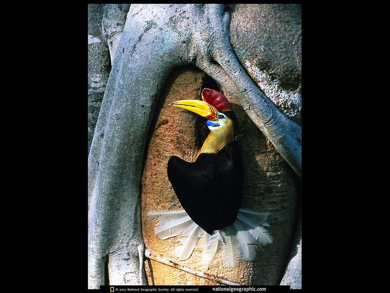 [National Geographic] Red-knobbed Hornbill (혹코뿔새); DISPLAY FULL IMAGE.