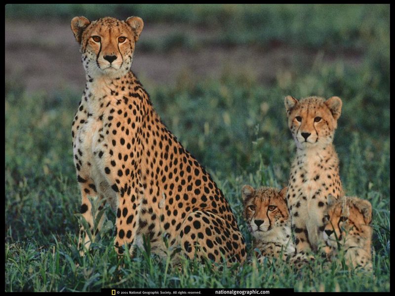  National Geographic Cheetah DISPLAY FULL IMAGE 