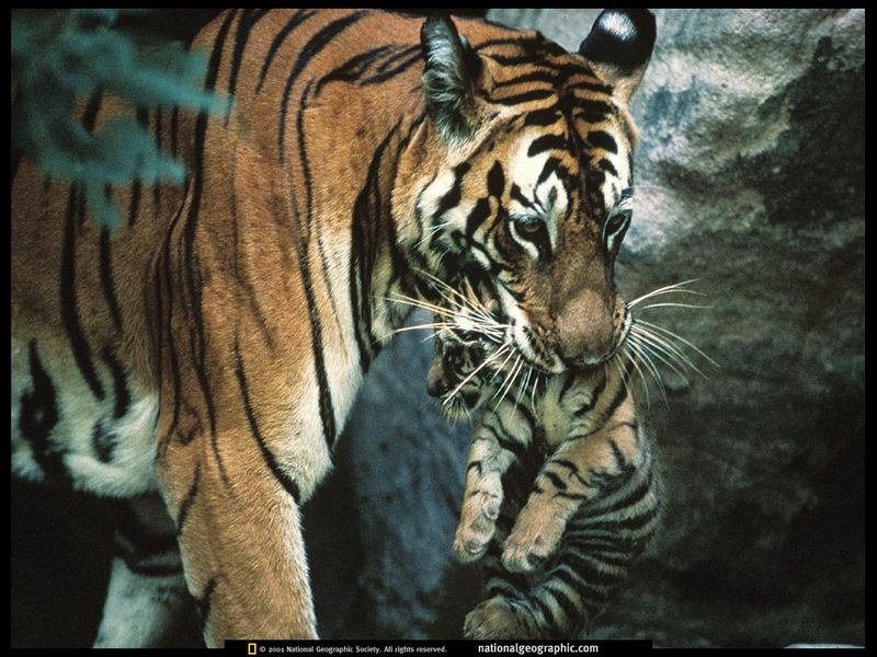 [National Geographic] Bengal Tiger (벵골호랑이); DISPLAY FULL IMAGE.