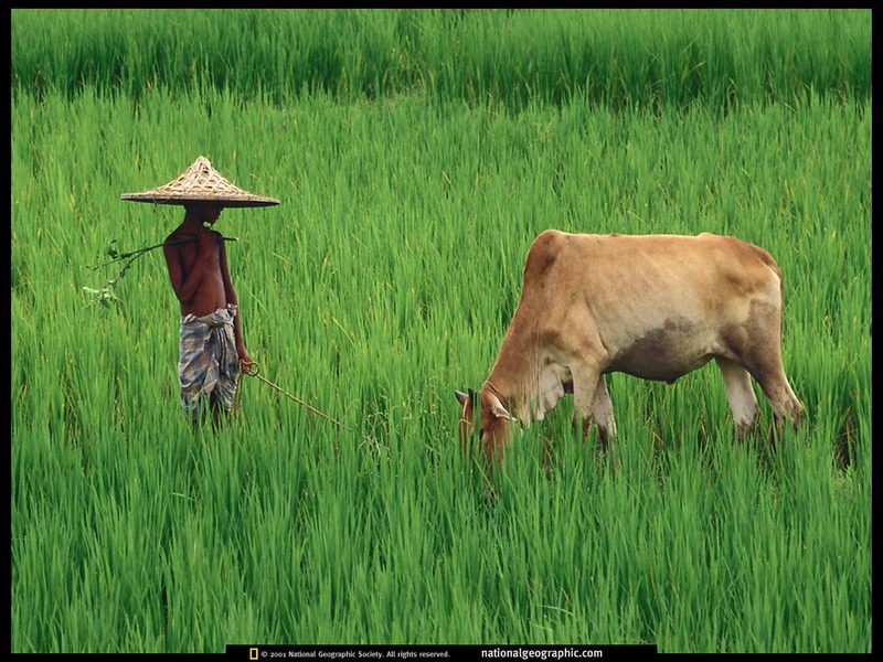 [National Geographic] Grazing Cow (소); DISPLAY FULL IMAGE.