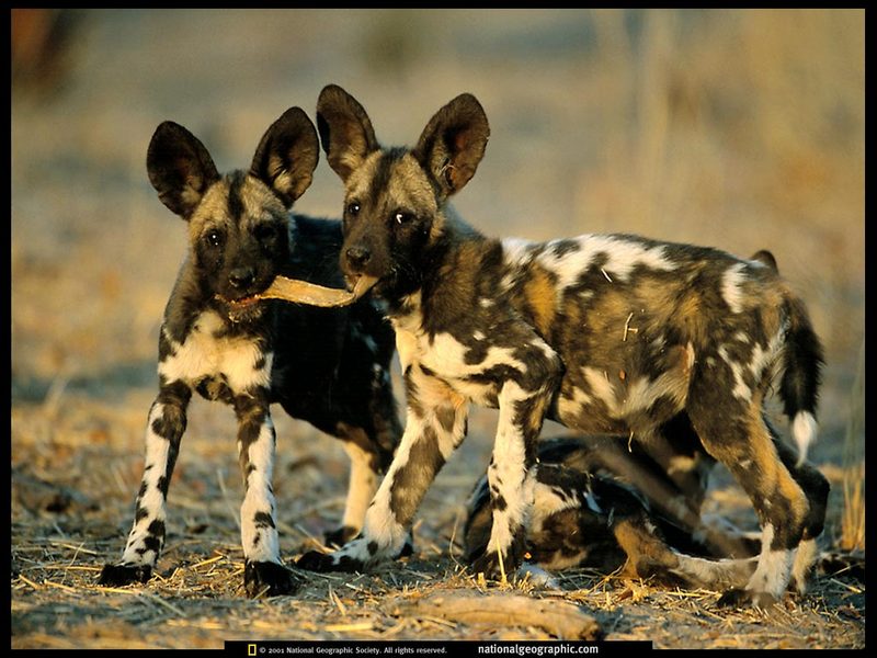 [National Geographic] African Wild Dog pups (아프리카들개 강아지); DISPLAY FULL IMAGE.