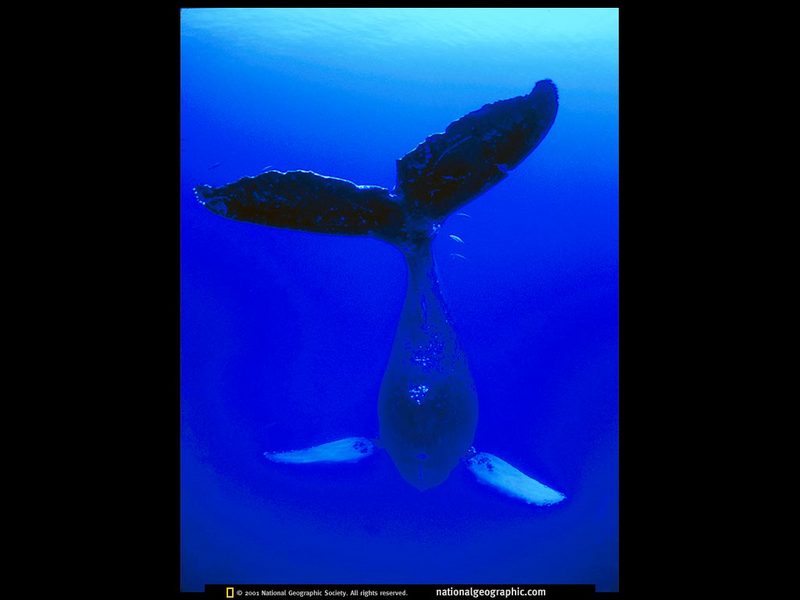 [National Geographic] Humpback Whale (혹등고래); DISPLAY FULL IMAGE.