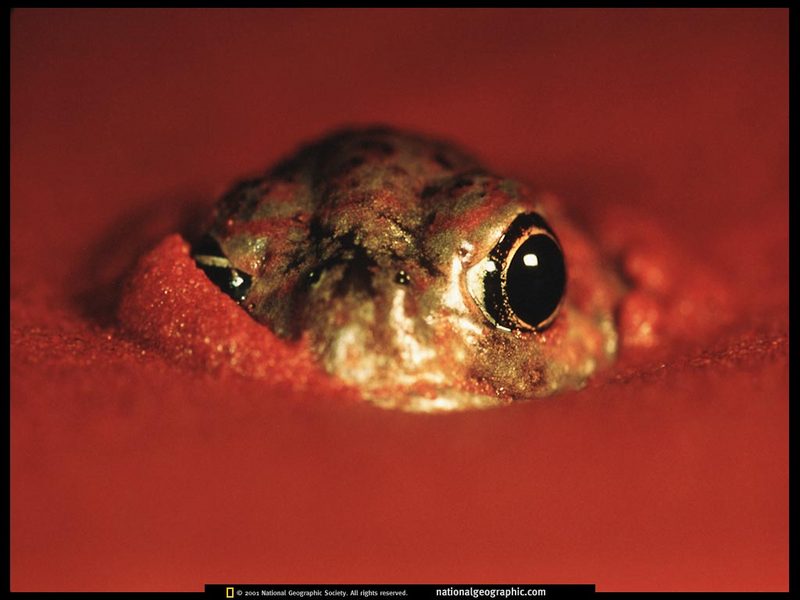[National Geographic] Desert Spadefoot Toad (쟁기발개구리); DISPLAY FULL IMAGE.