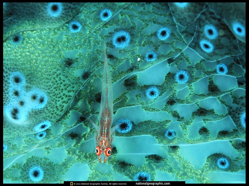 [National Geographic] Translucent Goby (반투명한 망둑어); DISPLAY FULL IMAGE.