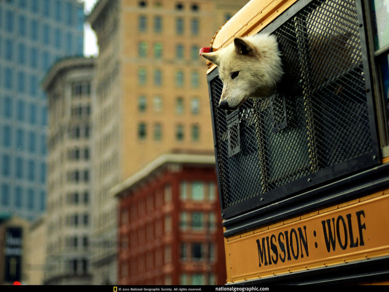 [National Geographic] Gray Wolf (회색이리); DISPLAY FULL IMAGE.