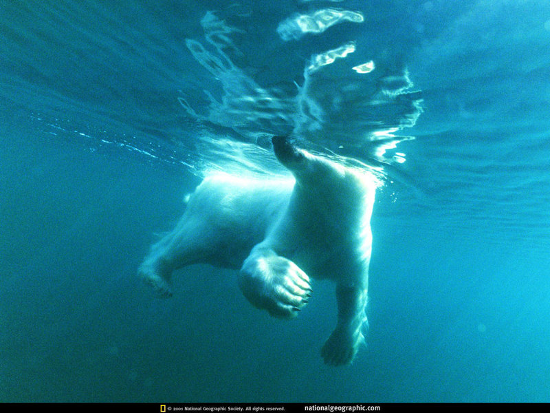 [National Geographic] Polar Bear (북극곰); DISPLAY FULL IMAGE.