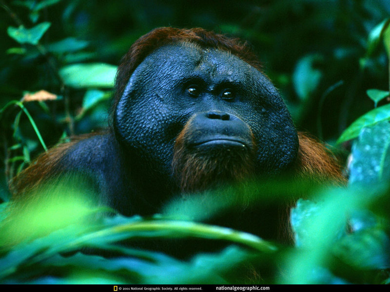 [National Geographic] Orangutan (오랑우탄); DISPLAY FULL IMAGE.
