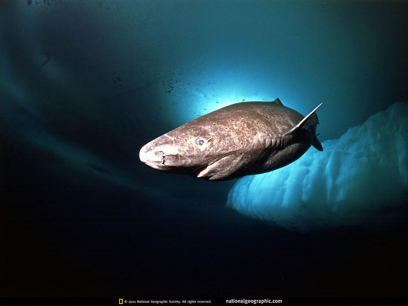 [National Geographic] Greenland Shark (小頭睡???(大西洋睡???), 그린랜드상어); DISPLAY FULL IMAGE.