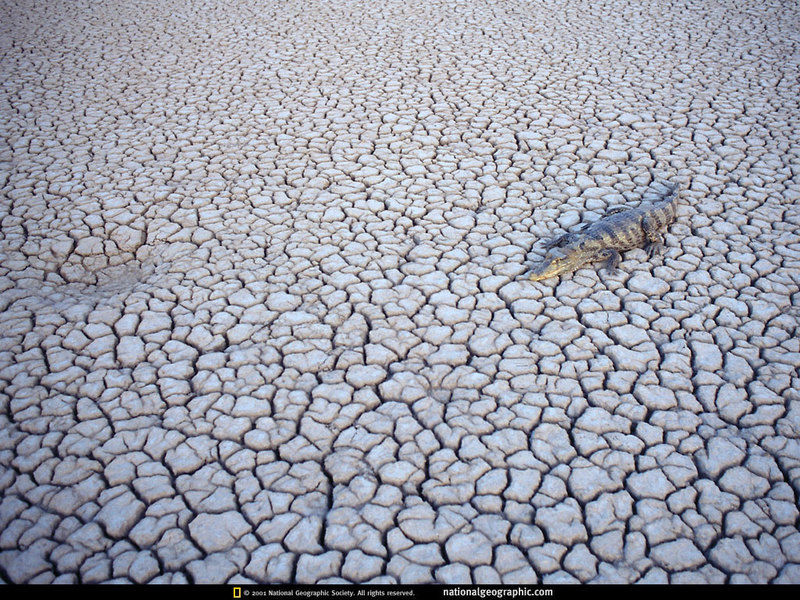 [National Geographic] Caiman (가뭄 속의 카이만); DISPLAY FULL IMAGE.