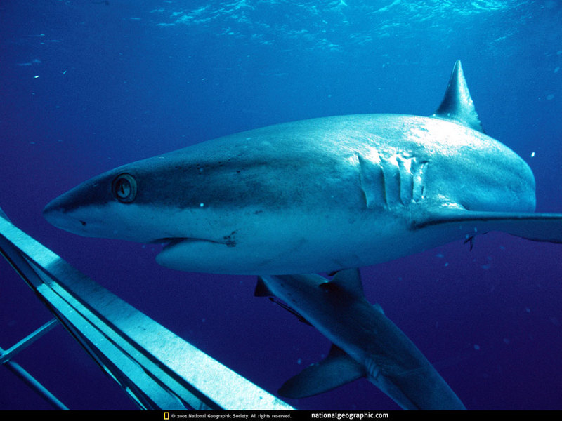 [National Geographic] Grey Reef Shark (회색암초상어); DISPLAY FULL IMAGE.