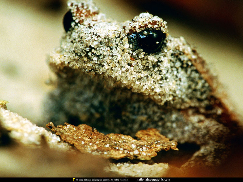 [National Geographic] Frog (모래로 위장한 아프리카의 개구리); DISPLAY FULL IMAGE.