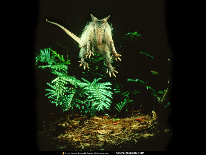 [National Geographic] Armadillo (아르마딜로); DISPLAY FULL IMAGE.