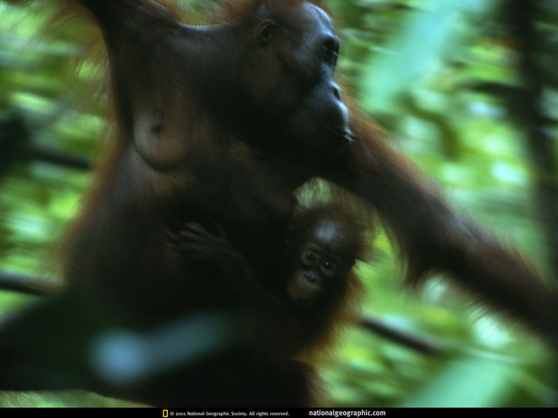 [National Geographic] Orangutan (오랑우탄); DISPLAY FULL IMAGE.
