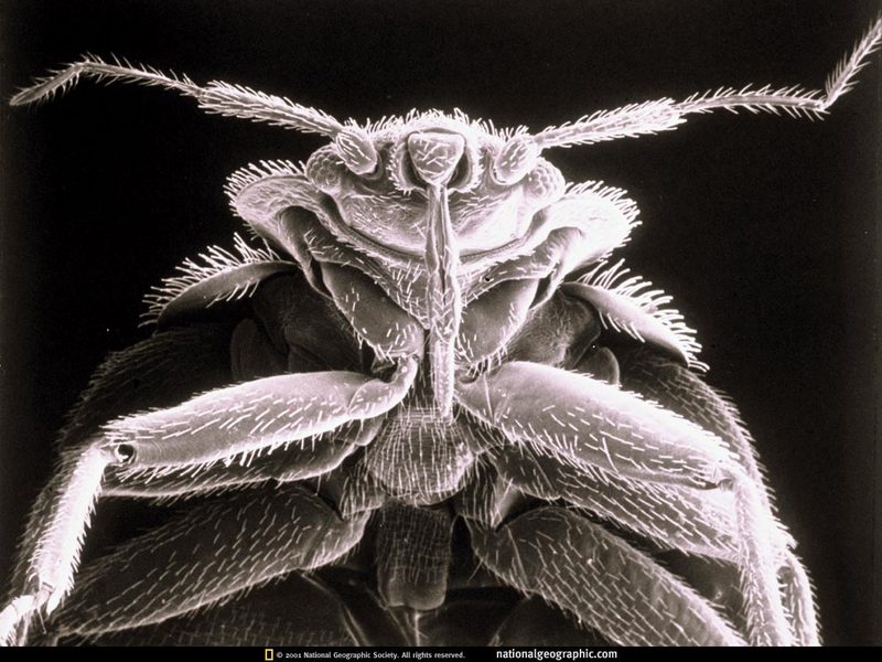 [National Geographic] Bedbug (침대 진드기류); DISPLAY FULL IMAGE.