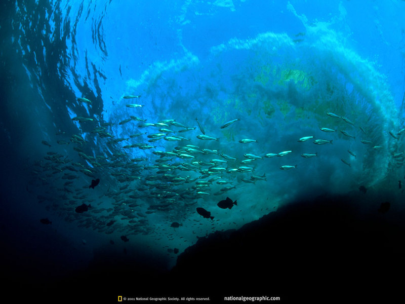 [National Geographic] Galapagos Underwater (갈라파고스 수중의 물고기); DISPLAY FULL IMAGE.