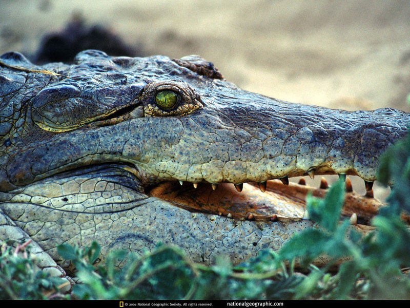 [National Geographic] Orinoco Crocodile (오리노코악어); DISPLAY FULL IMAGE.