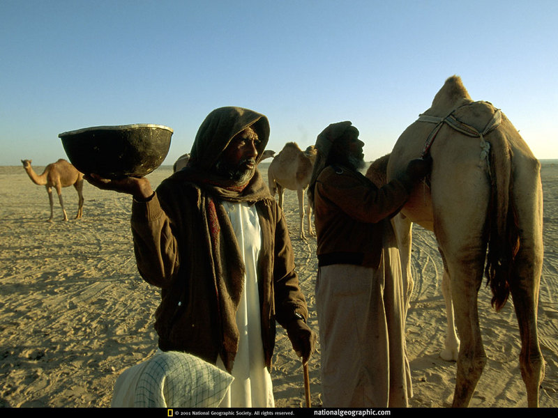 [National Geographic] Dromedary Camel (단봉낙타); DISPLAY FULL IMAGE.