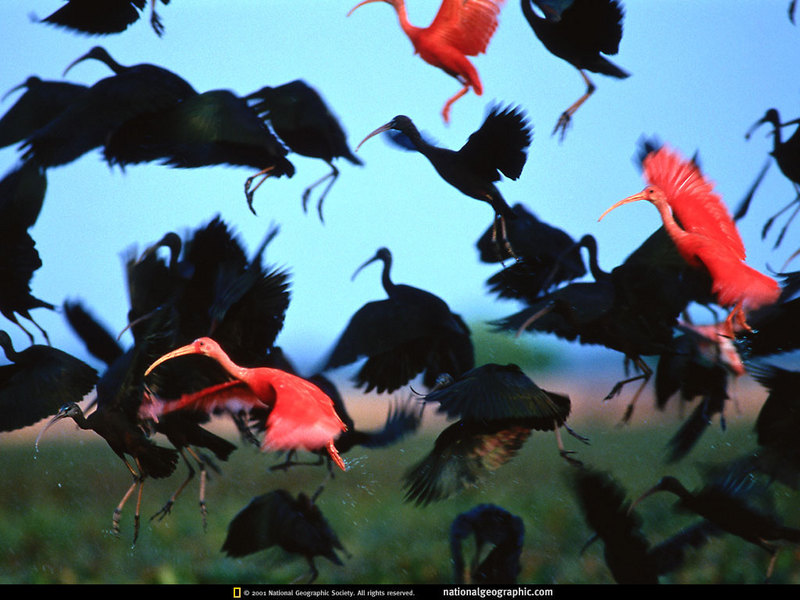 [National Geographic] Scarlet Ibis (홍따오기); DISPLAY FULL IMAGE.
