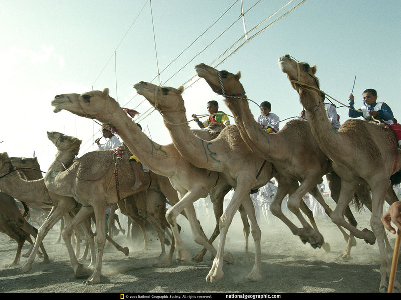 [National Geographic] Dromedary Camel race (낙타경주); DISPLAY FULL IMAGE.