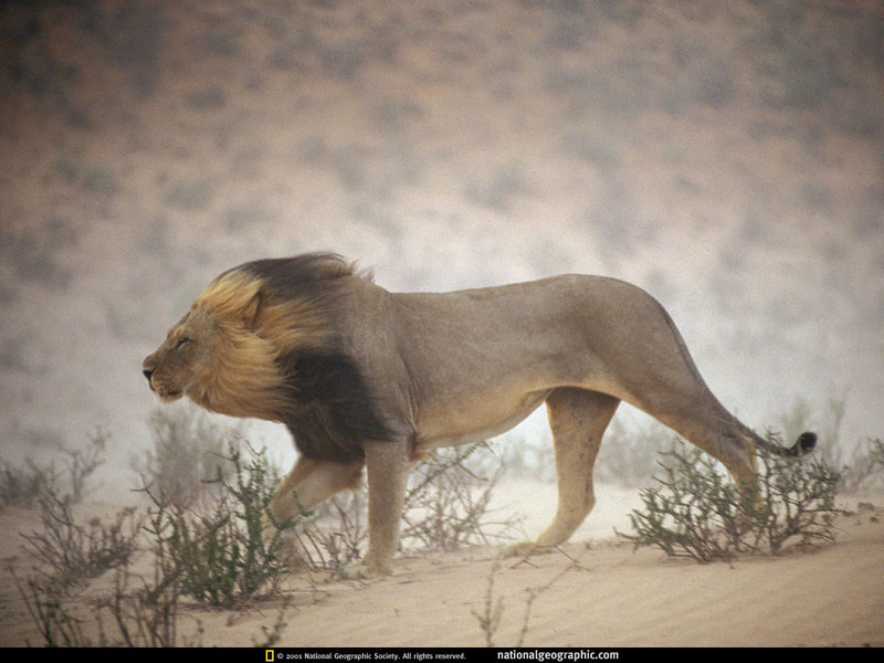 [National Geographic] African Lion (아프리카사자); DISPLAY FULL IMAGE.