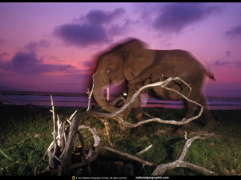 [National Geographic] African Forest Elephant (아프리카코끼리); DISPLAY FULL IMAGE.