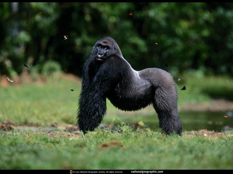[National Geographic] Western Lowland Gorilla (저지고릴라); DISPLAY FULL IMAGE.