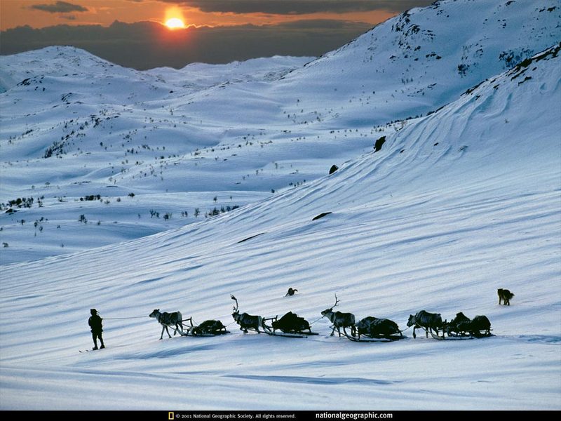 [National Geographic] Reindeer Sled (순록썰매, 노르웨이); DISPLAY FULL IMAGE.