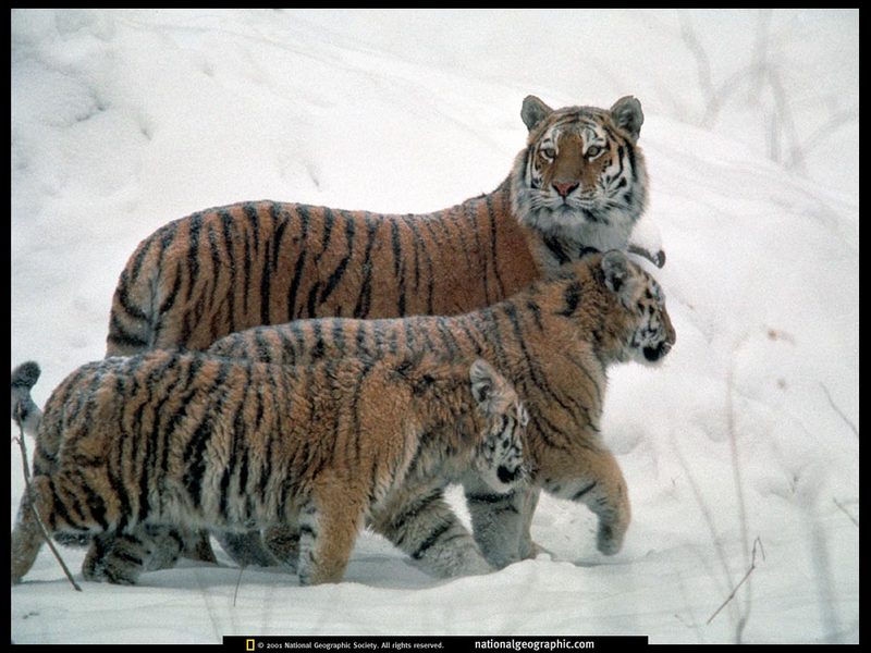 [National Geographic] Siberian Tiger family (시베리아호랑이 가족); DISPLAY FULL IMAGE.
