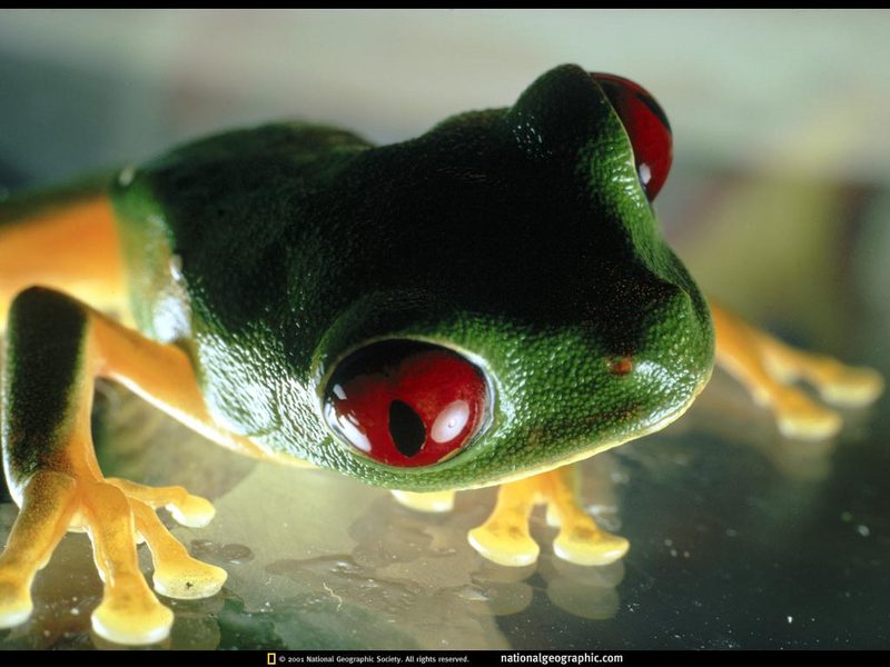 [National Geographic] Red-eyed Treefrog (붉은눈청개구리); DISPLAY FULL IMAGE.