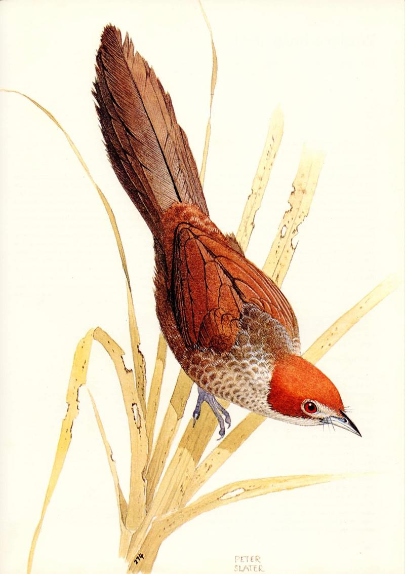 Rufous Bristlebird (Dasyornis broadbenti) {!--붉은강모조(--剛毛鳥)/호주-->; DISPLAY FULL IMAGE.