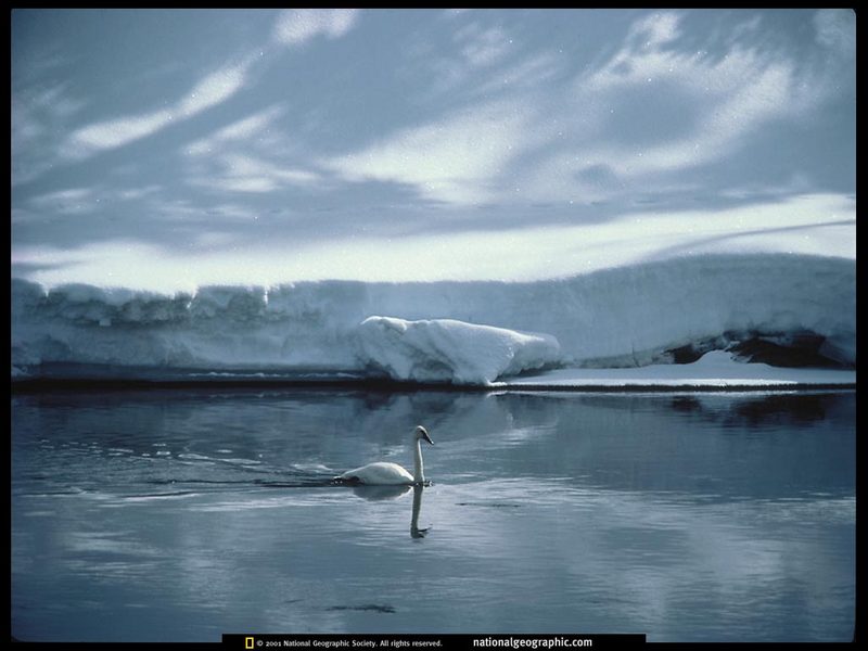 [National Geographic] Trumpeter Swan (나팔수큰고니); DISPLAY FULL IMAGE.