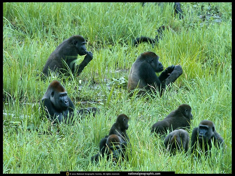 [National Geographic] Lowland Gorilla (저지고릴라 무리); DISPLAY FULL IMAGE.