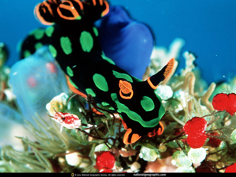 [National Geographic] Greenspot Nudibranch (풀점박이갯민숭이); DISPLAY FULL IMAGE.