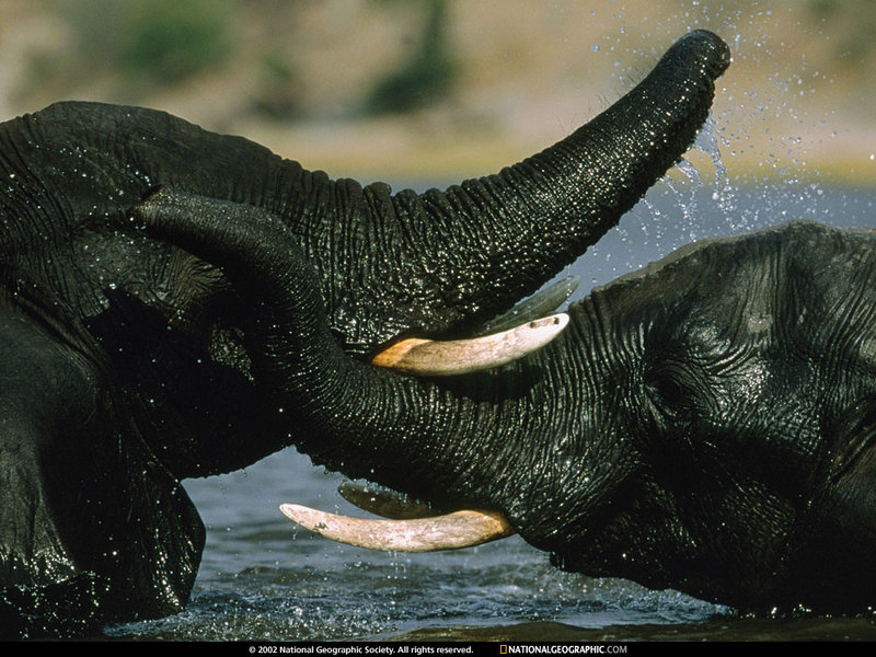 [National Geographic] African Elephant calves (아기코끼리); DISPLAY FULL IMAGE.