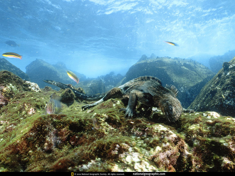 [National Geographic] Marine Iguana (갈라파고스 바다이구아나); DISPLAY FULL IMAGE.