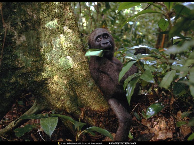 [National Geographic] Young Gorilla (어린 고릴라); DISPLAY FULL IMAGE.