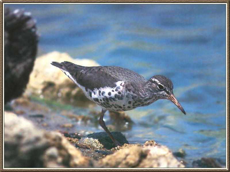 Spotted Sandpiper (Actitis macularia) {!--점박이도요-->; DISPLAY FULL IMAGE.