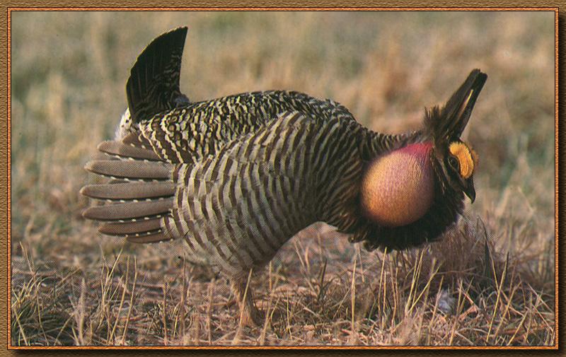 Greater Prairie-Chicken (Tympanuchus cupido) {!--큰초원뇌조-->; DISPLAY FULL IMAGE.
