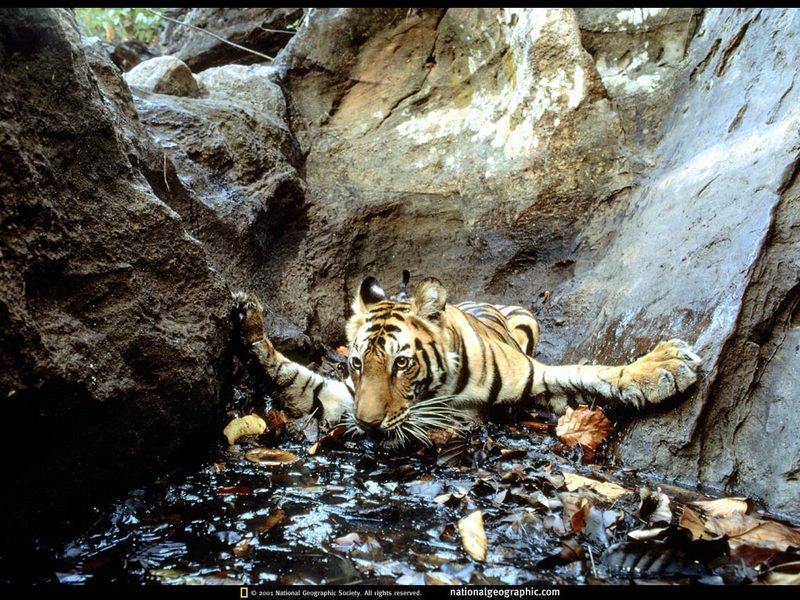 [National Geographic Wallpaper] Bengal Tiger (더위를 식히는 벵골호랑이); DISPLAY FULL IMAGE.