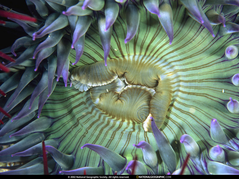 [National Geographic Wallpaper] Green Sea Anemone (초록말미잘); DISPLAY FULL IMAGE.